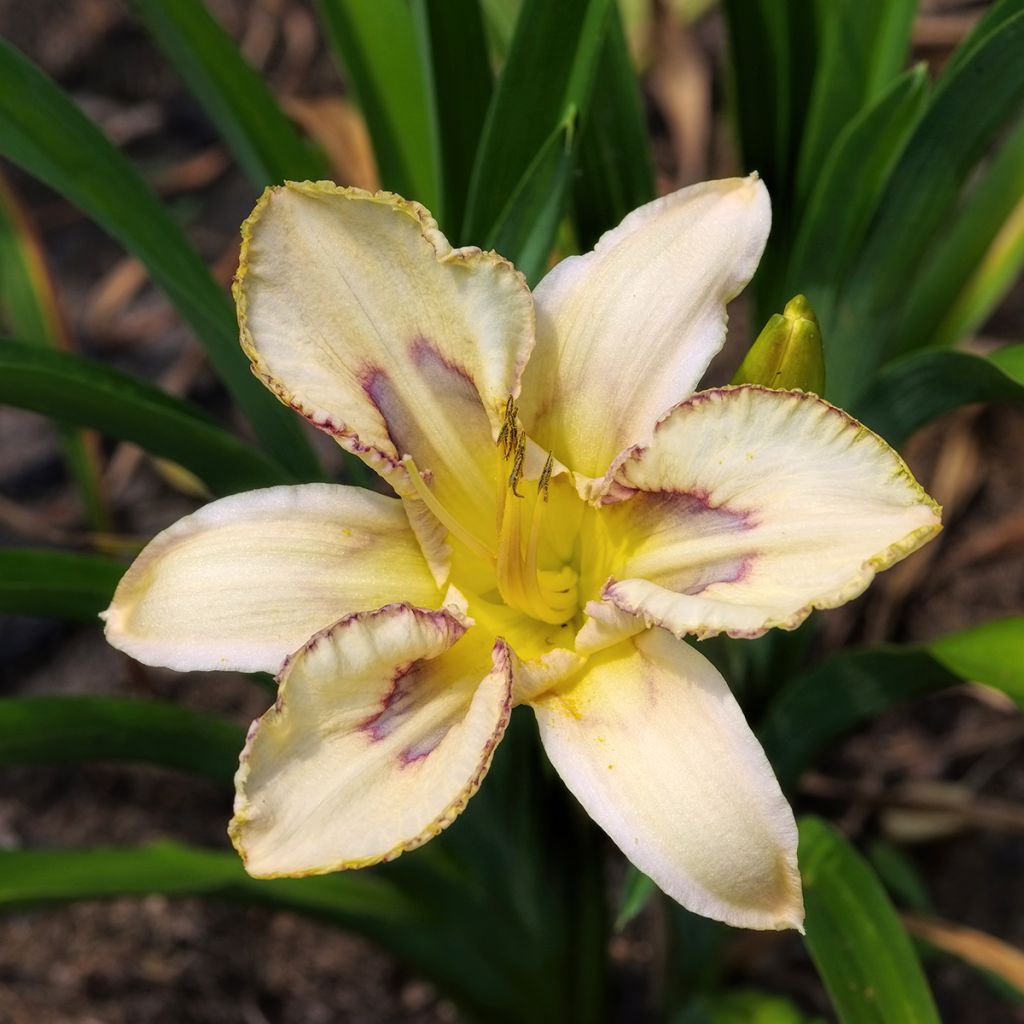 Hemerocallis Destined to See - Daglelie