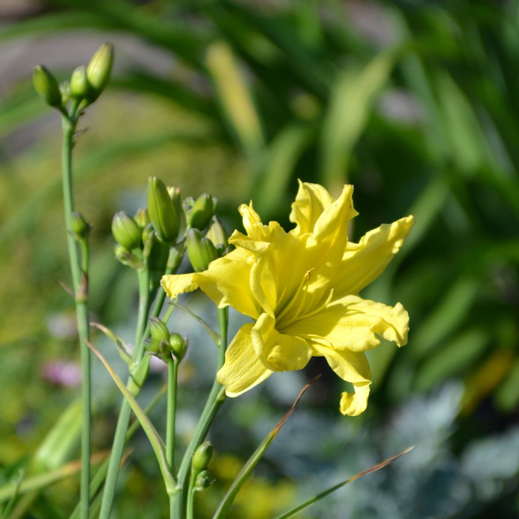 Hemerocallis Double River Wye - Daglelie