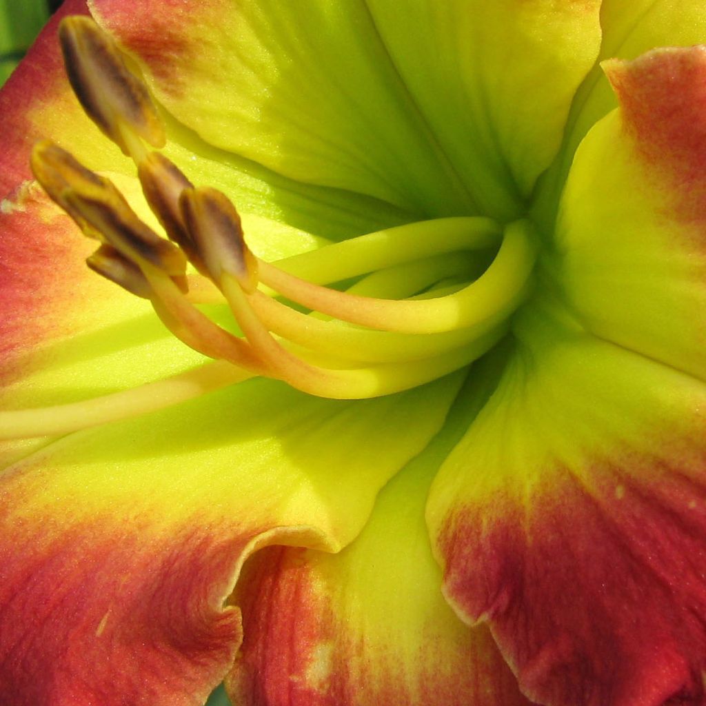 Hémérocalle Dragons King - Lis d'un Jour