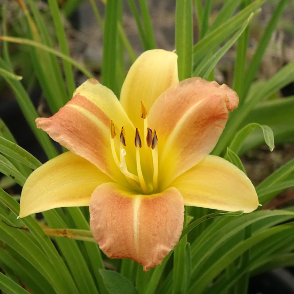 Hemerocallis Everydaylily Punch Yellow - Daglelie