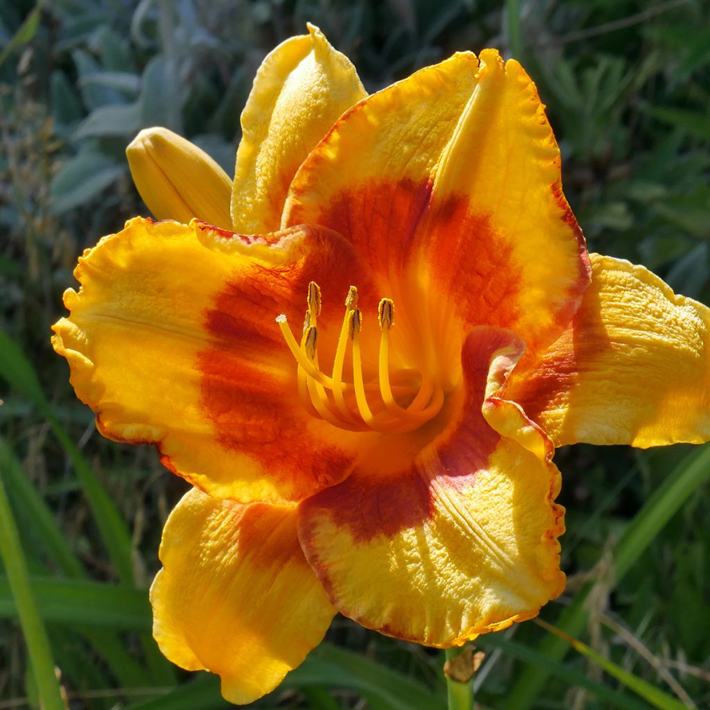 Hemerocallis Fooled Me - Daglelie