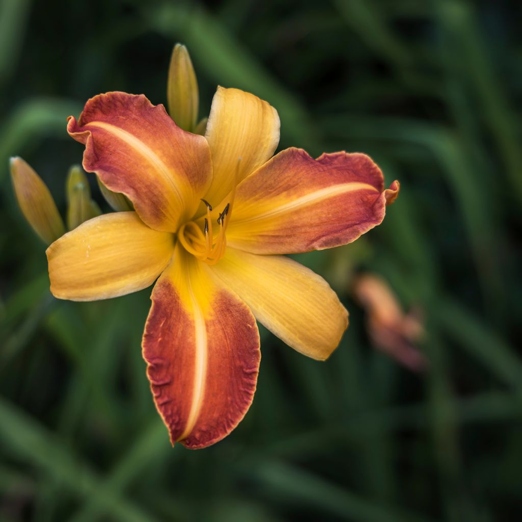 Hemerocallis Frans Hals - Daglelie