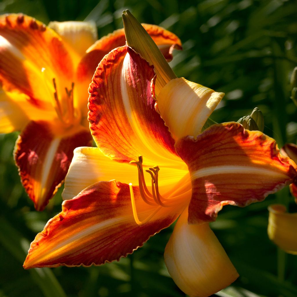 Hemerocallis Frans Hals - Daglelie