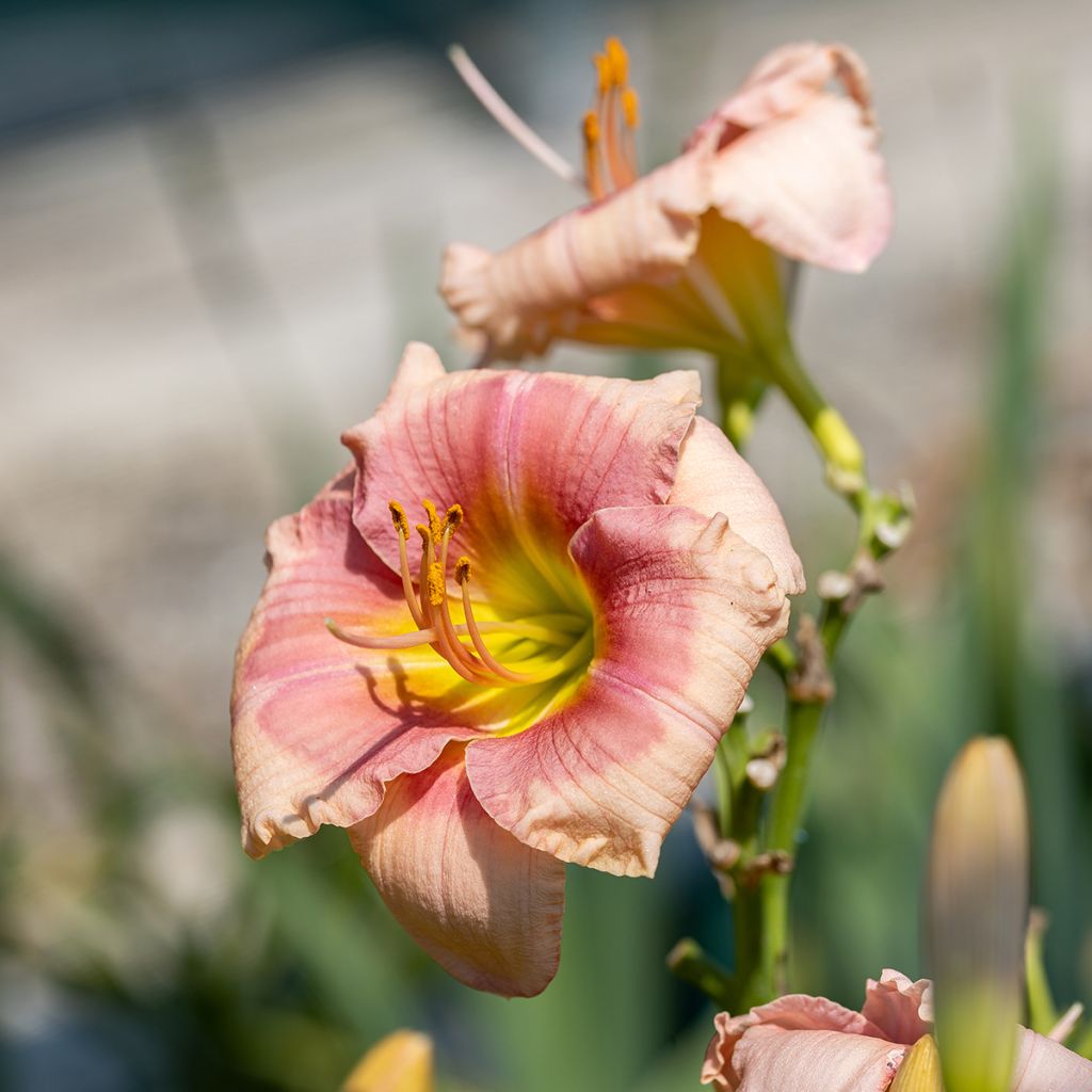 Hemerocallis Janice Brown - Daglelie