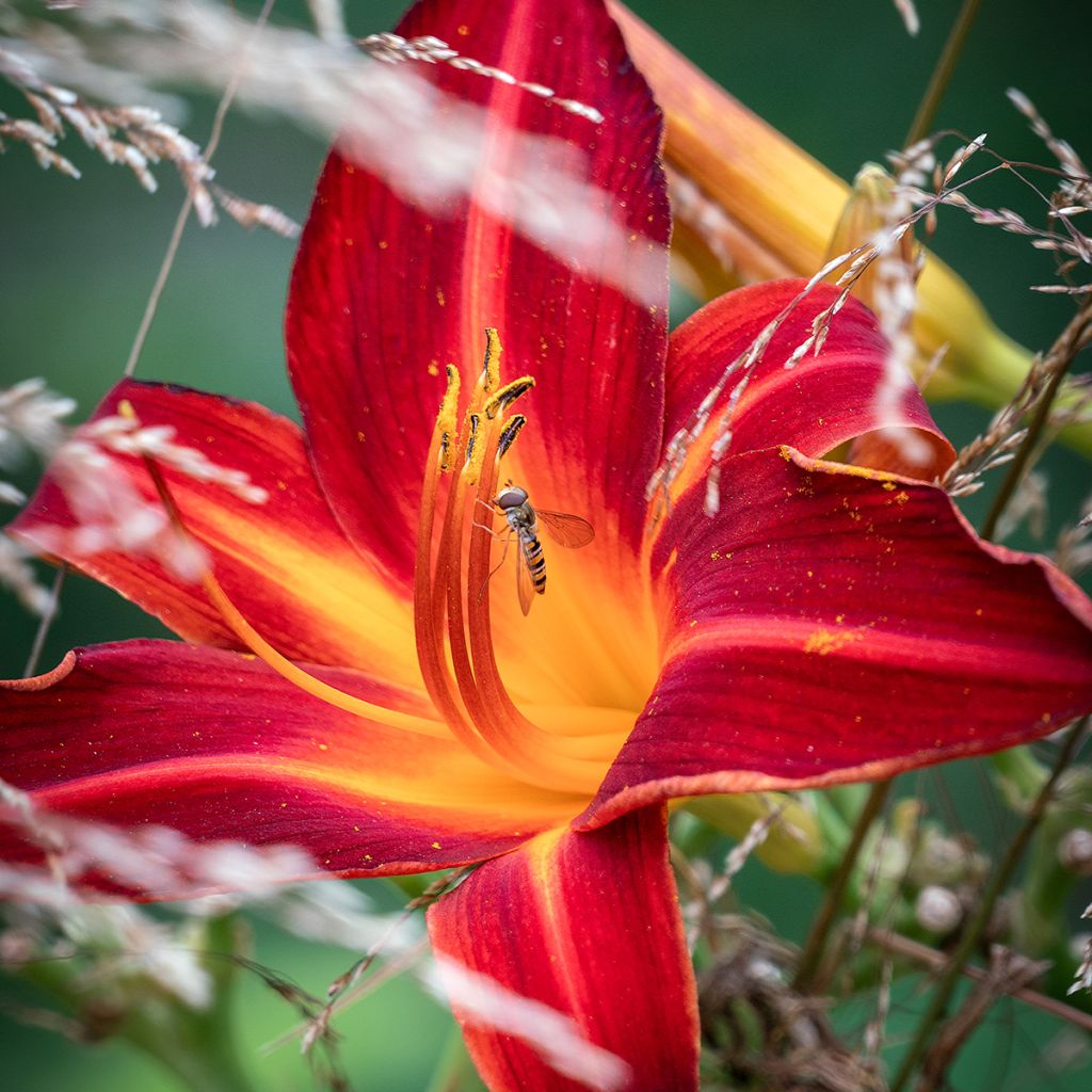 Hemerocallis Jolly Hearts - Daglelie