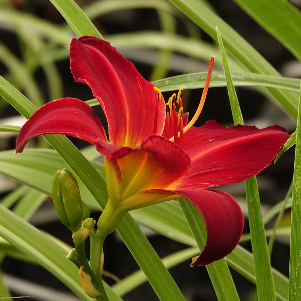 Hemerocallis Jolly Hearts - Daglelie