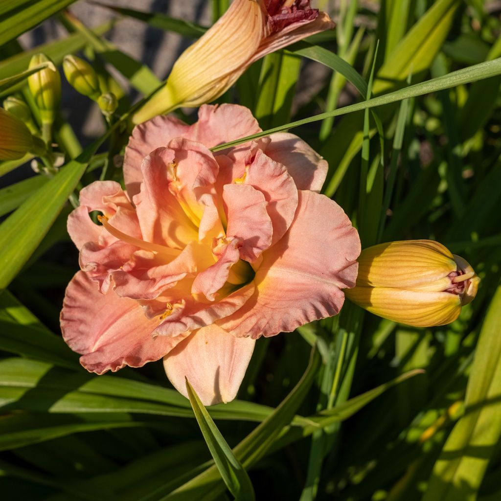 Hemerocallis Lacy Doily - Daglelie