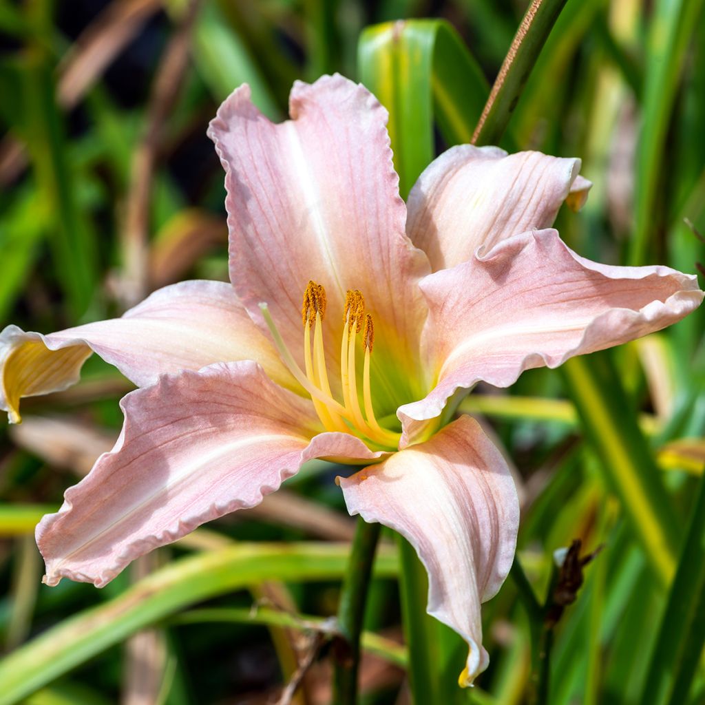 Hemerocallis Luxury Lace - Daglelie