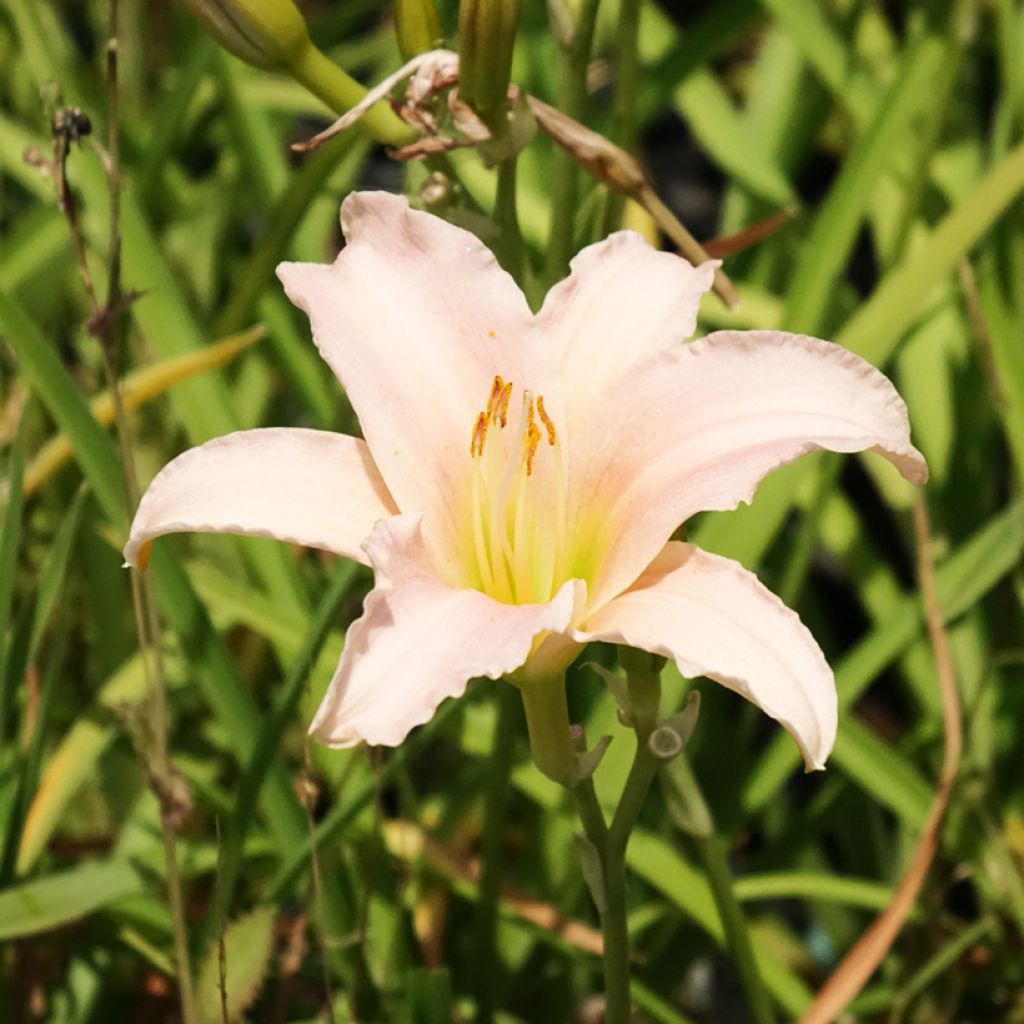 Hemerocallis Luxury Lace - Daglelie