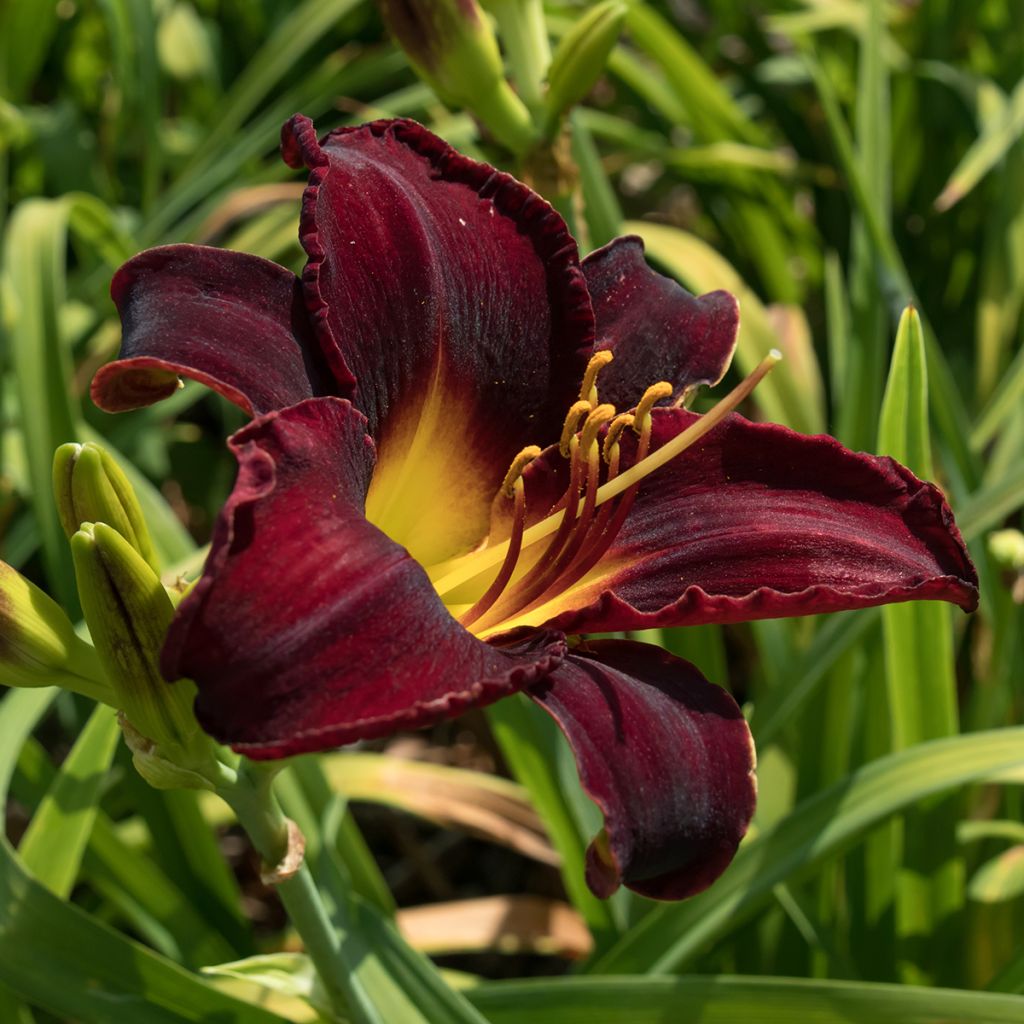 Hemerocallis Midnight Magic - Daglelie