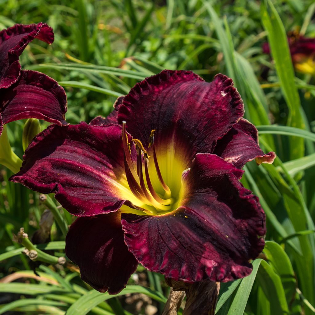 Hemerocallis Midnight Magic - Daglelie