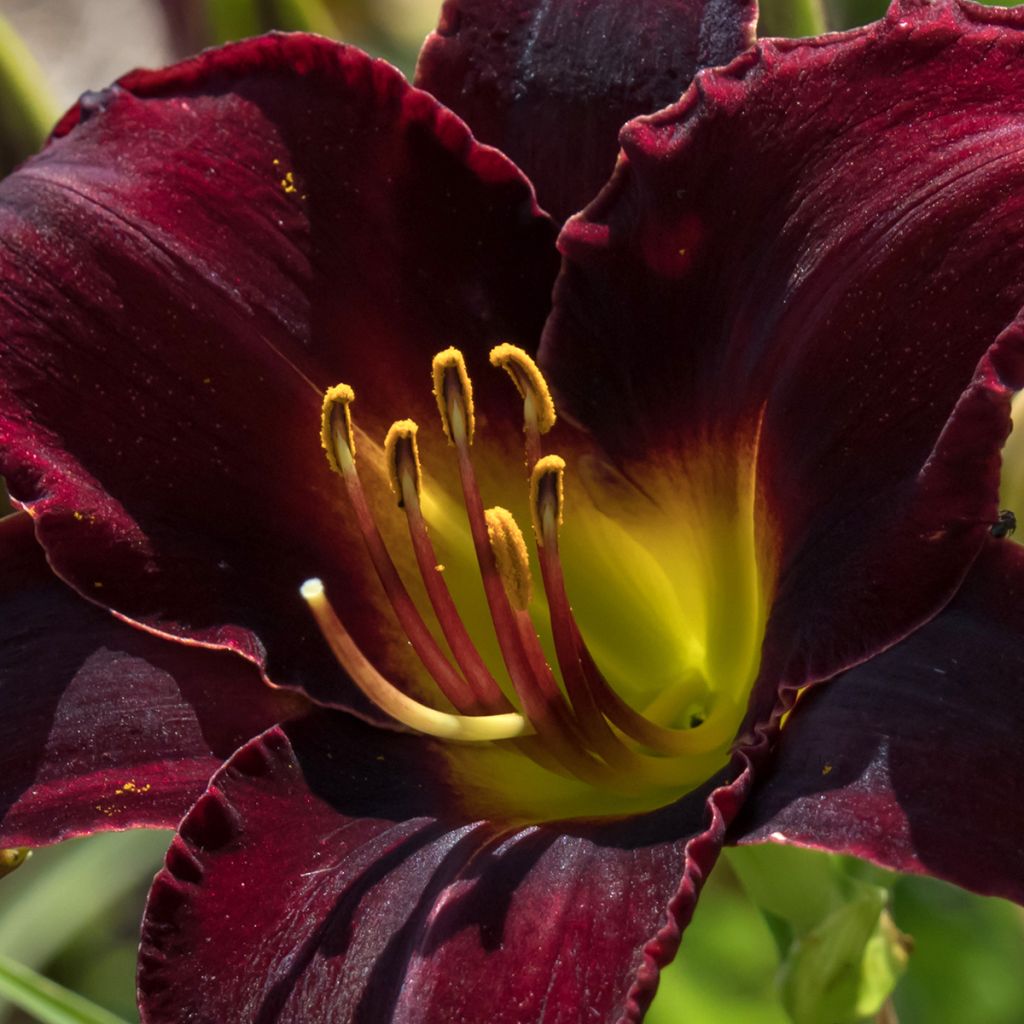 Hemerocallis Midnight Magic - Daglelie