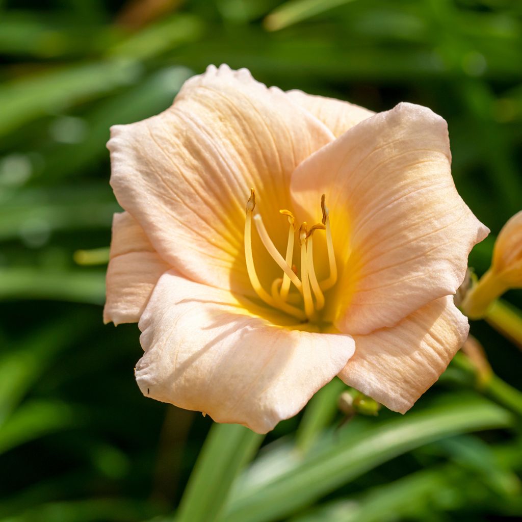 Hemerocallis Mini Pearl - Daglelie