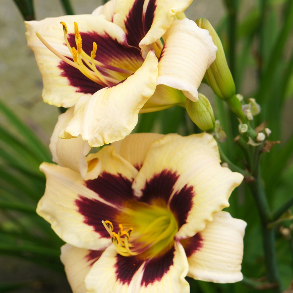 Hemerocallis Moonlight Masquerade - Daglelie
