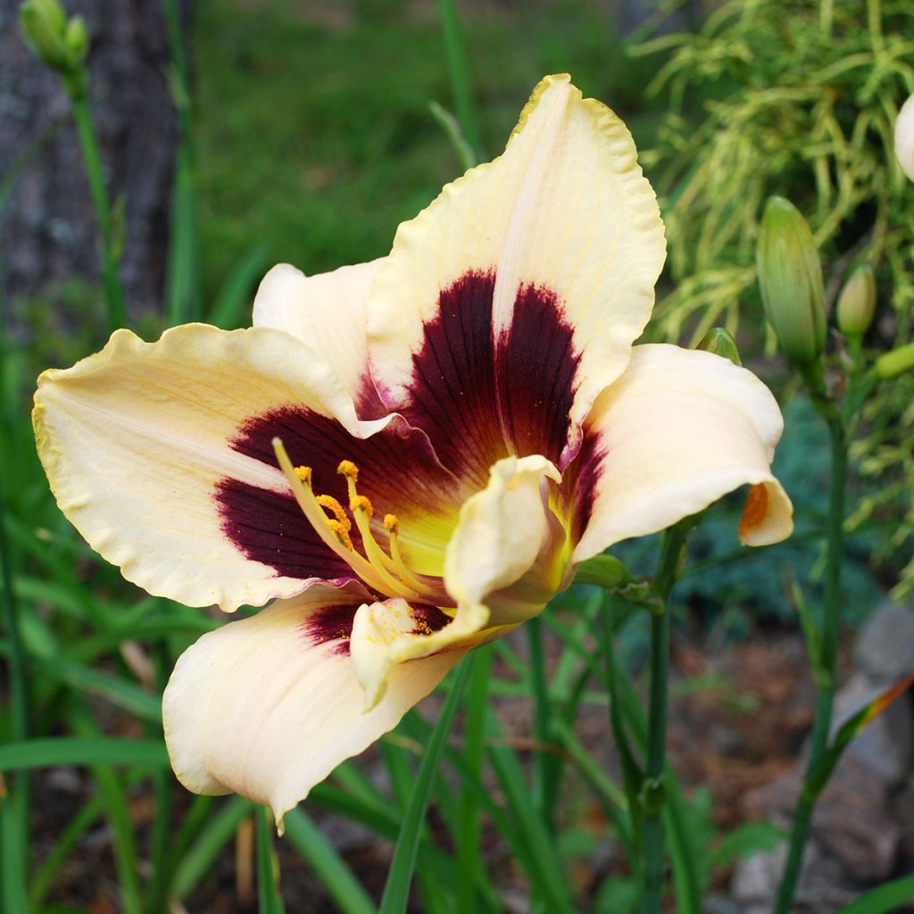 Hemerocallis Moonlight Masquerade - Daglelie