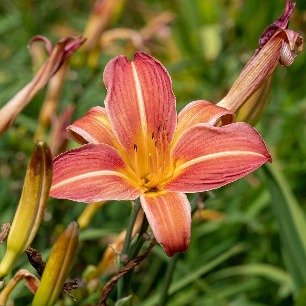 Hemerocallis Neyron Rose - Daglelie