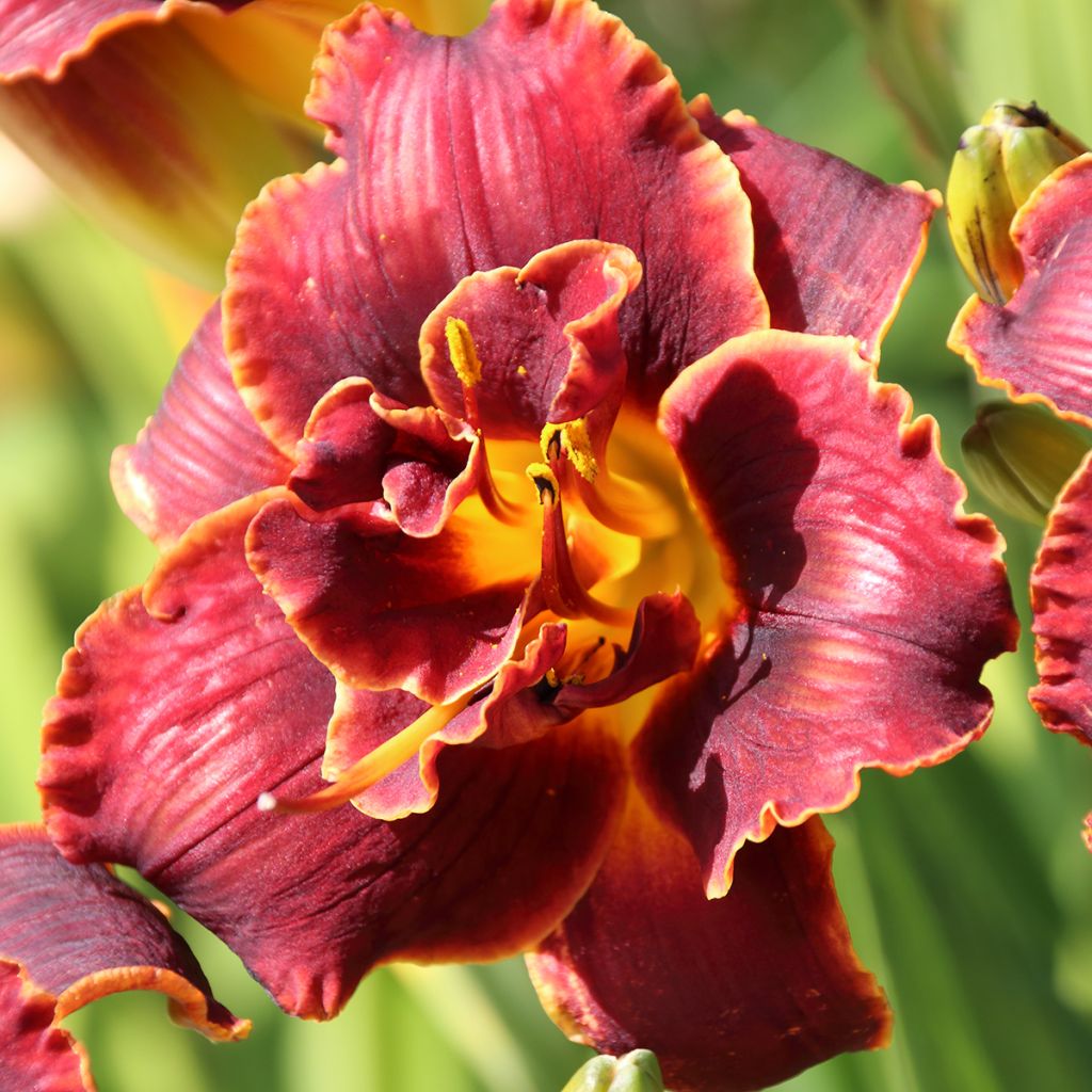Hemerocallis Night Embers - Daglelie