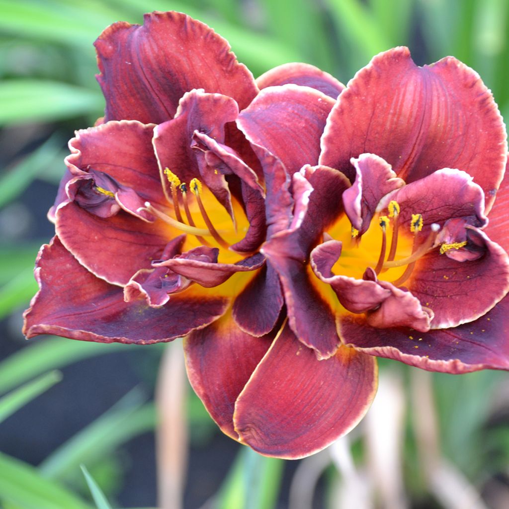Hemerocallis Night Embers - Daglelie