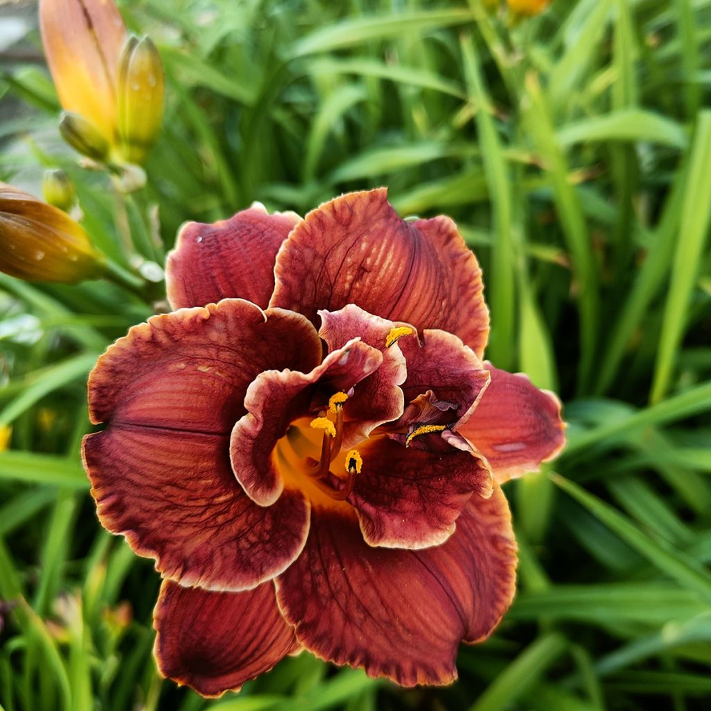 Hemerocallis Night Embers - Daglelie