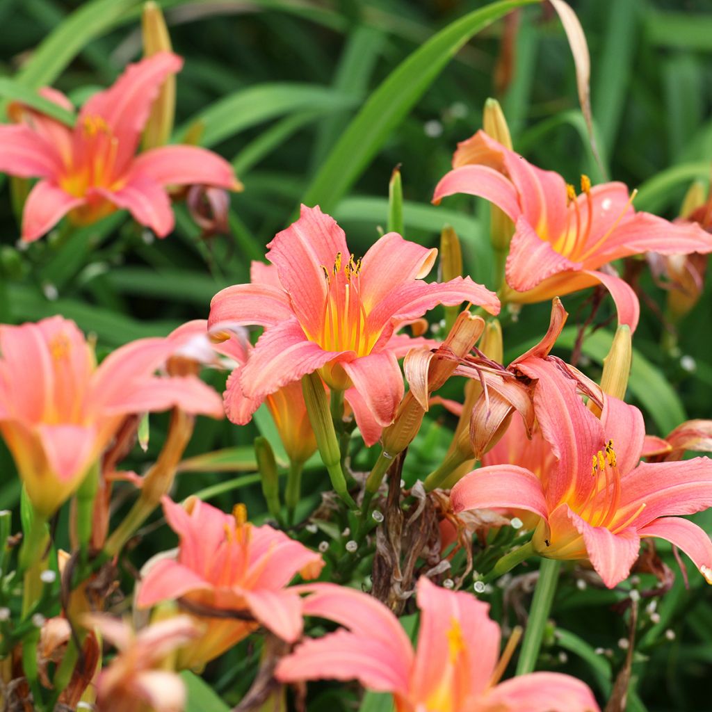 Hemerocallis Pink Damask - Daglelie