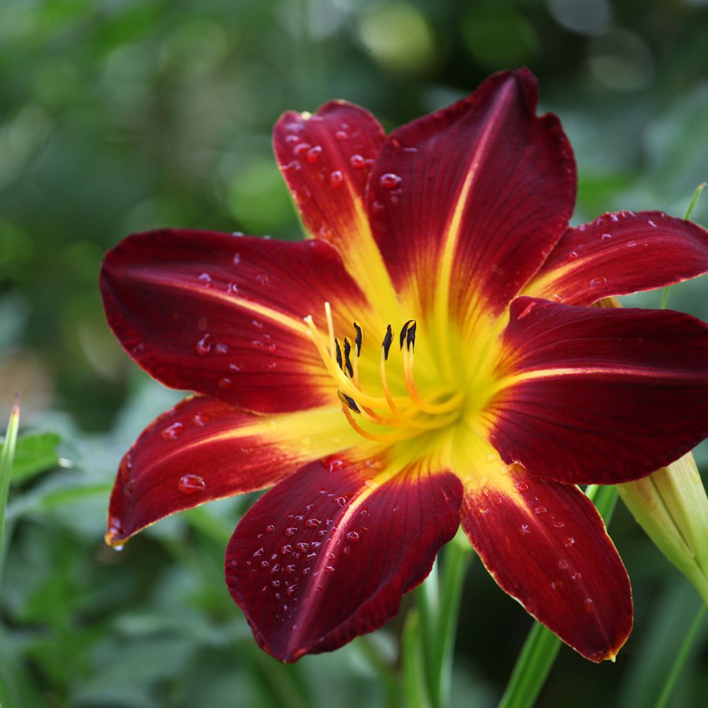 Hemerocallis Ruby Spider - Daglelie