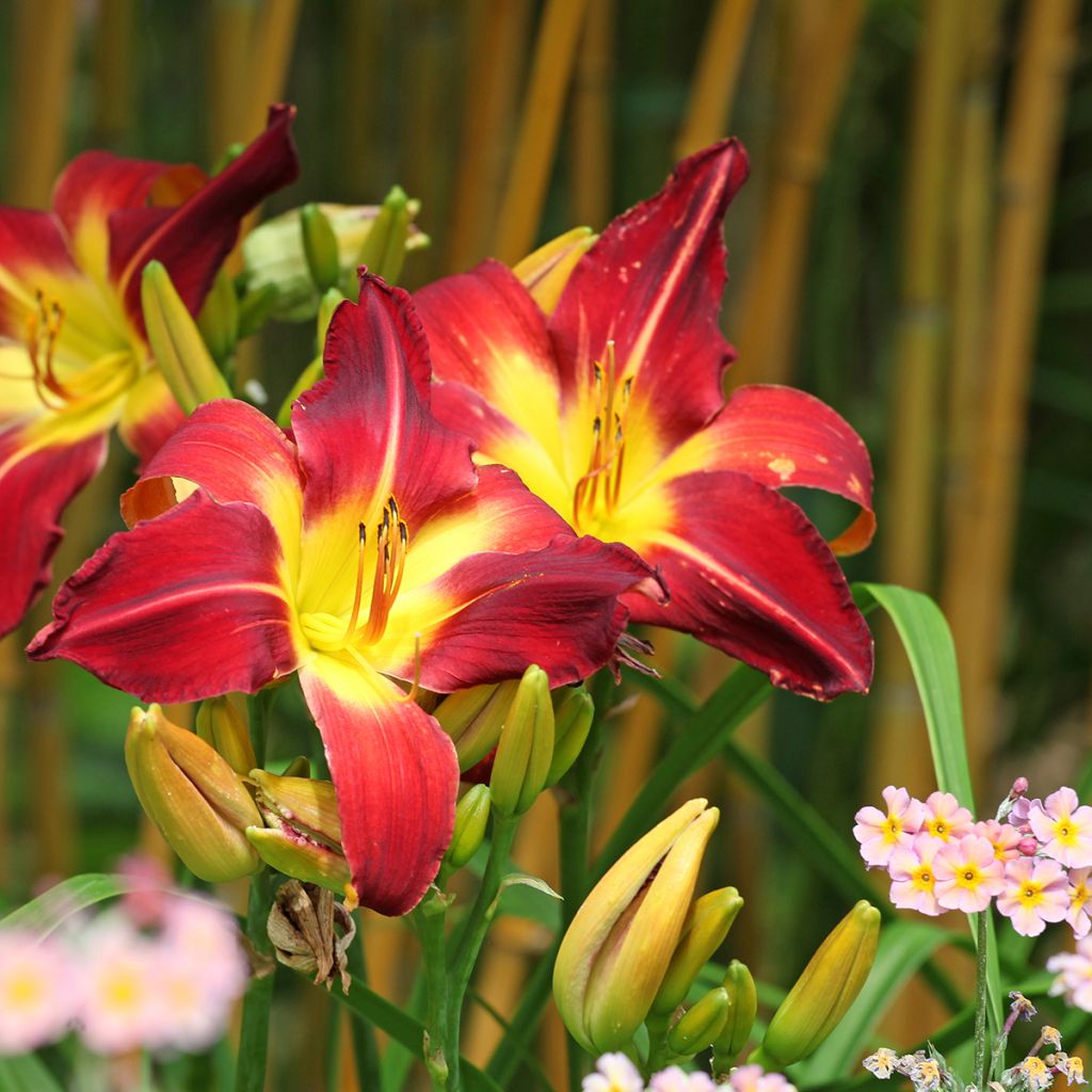 Hemerocallis Ruby Spider - Daglelie