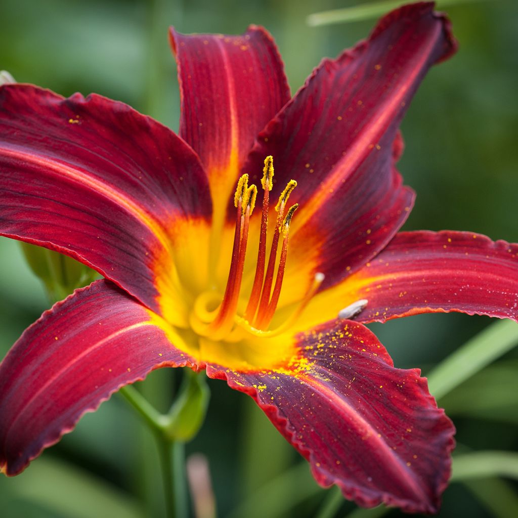 Hemerocallis Ruby Spider - Daglelie