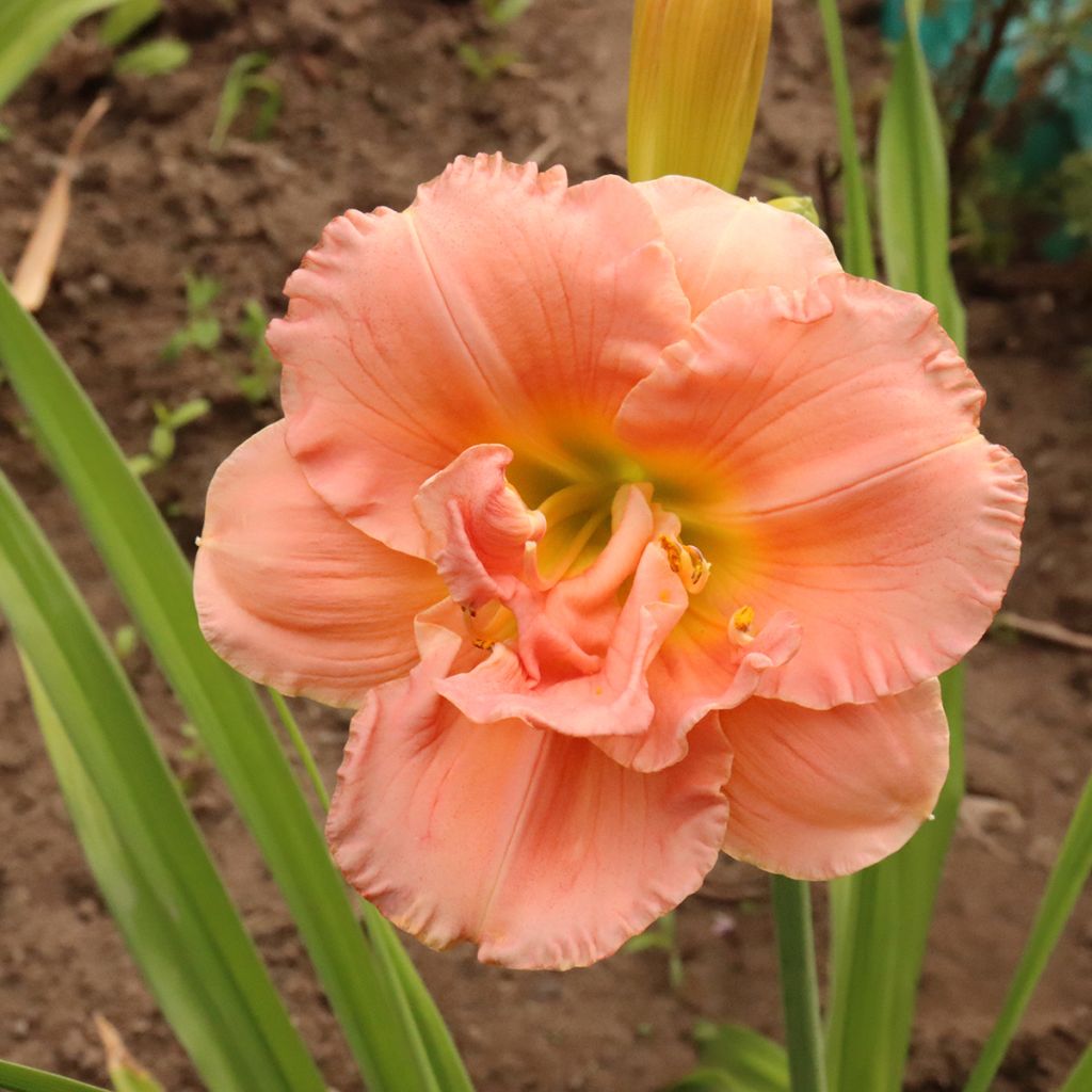 Hemerocallis Siloam Double Classic - Daglelie
