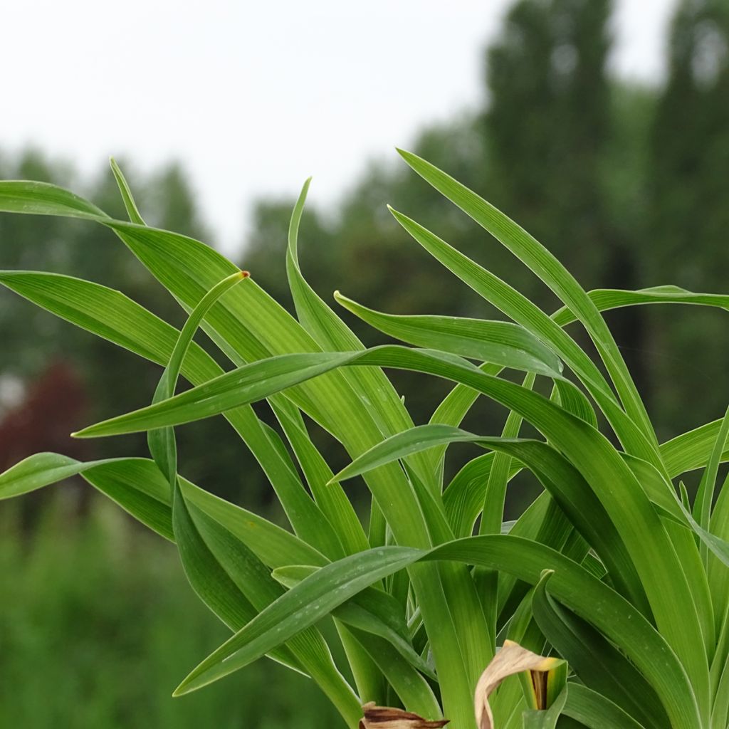 Hémérocalle Siloam Jim Cooper