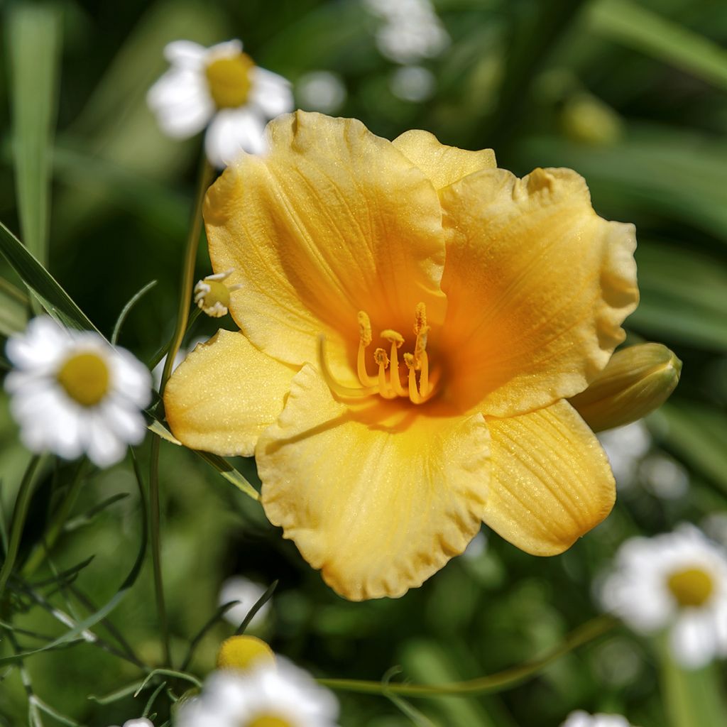 Hemerocallis Stella de Oro - Daglelie