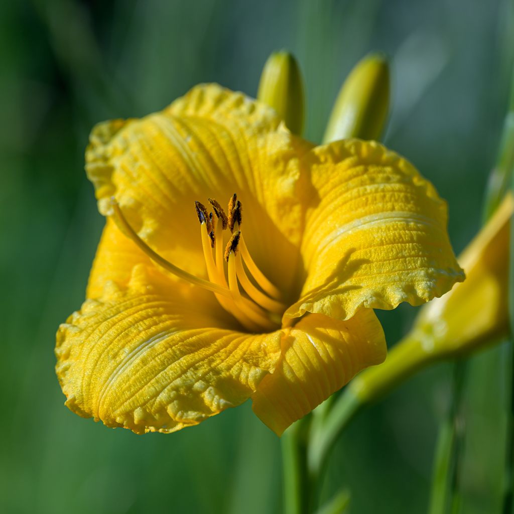 Hemerocallis Stella de Oro - Daglelie