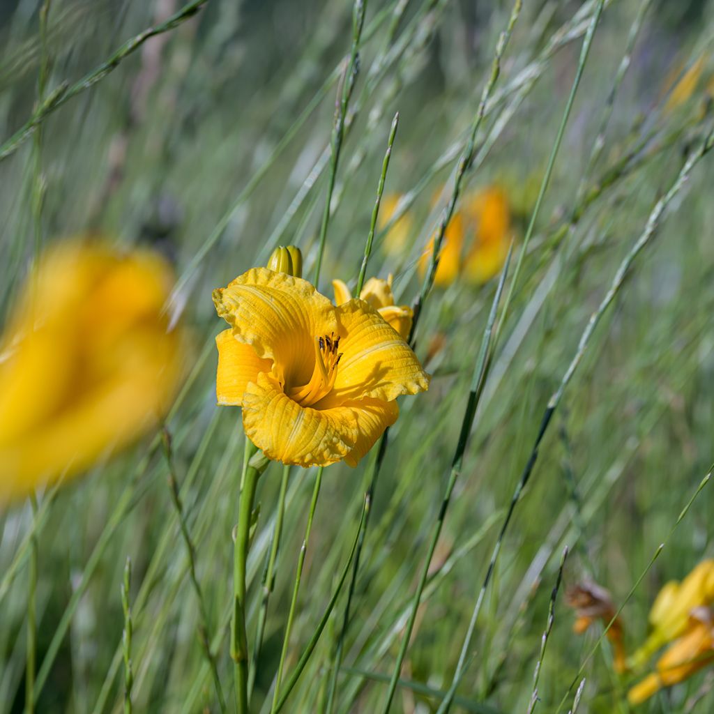 Hemerocallis Stella de Oro - Daglelie