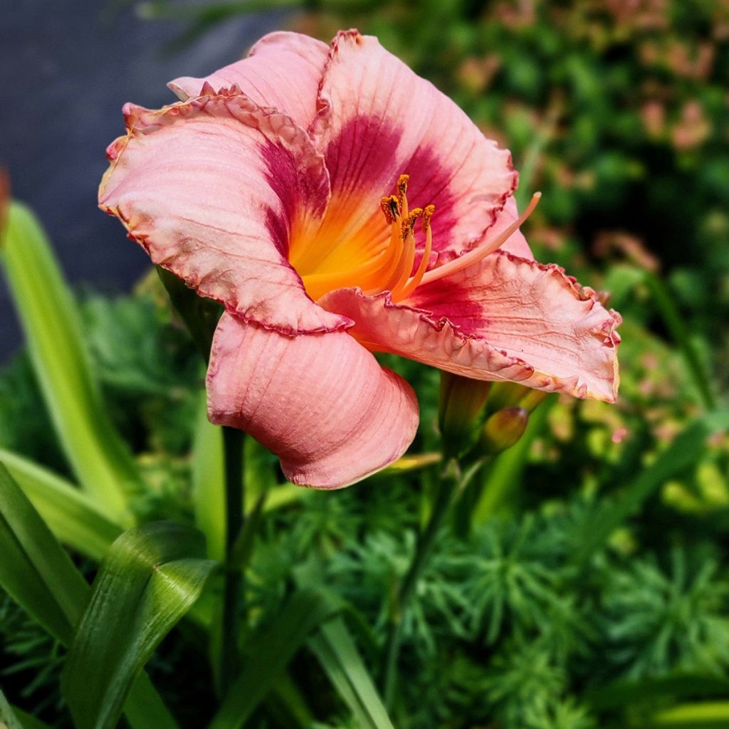 Hemerocallis Strawberry Candy - Daglelie
