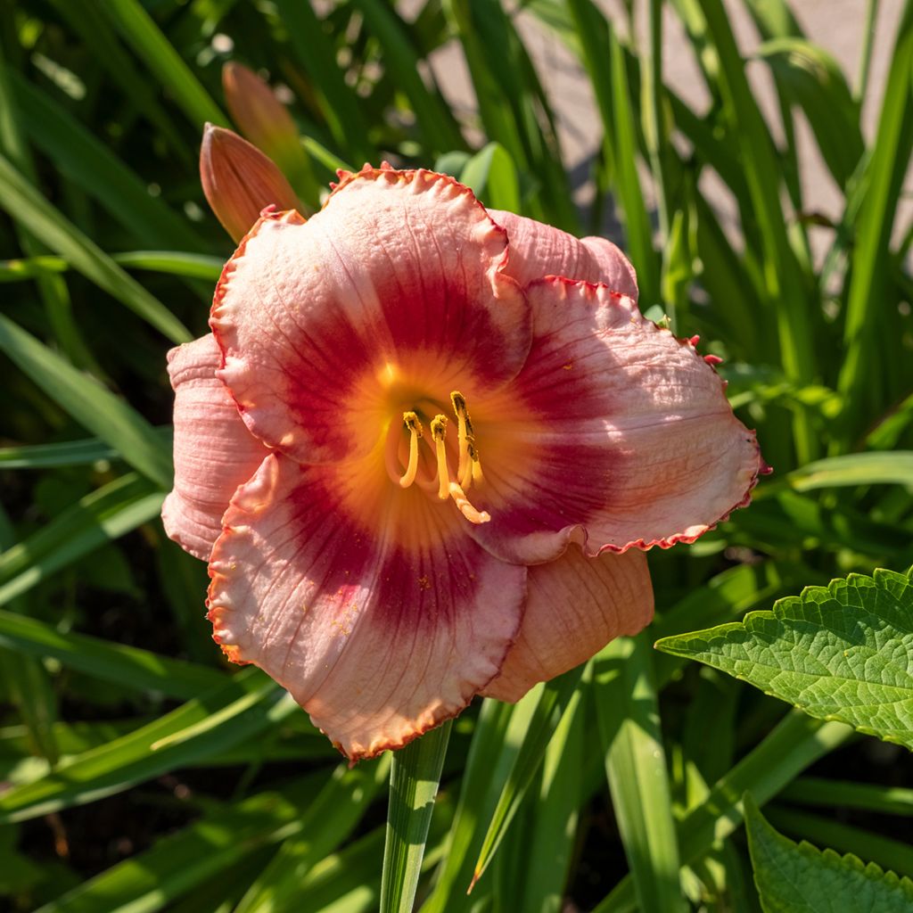 Hemerocallis Strawberry Candy - Daglelie