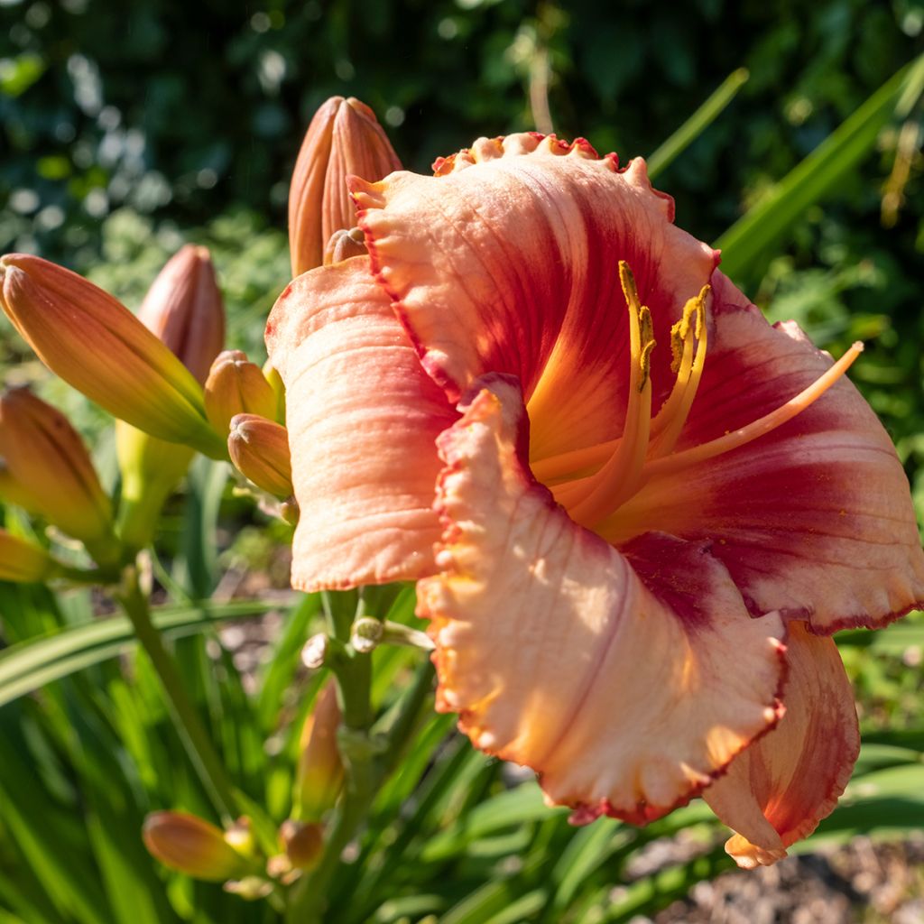 Hemerocallis Strawberry Candy - Daglelie