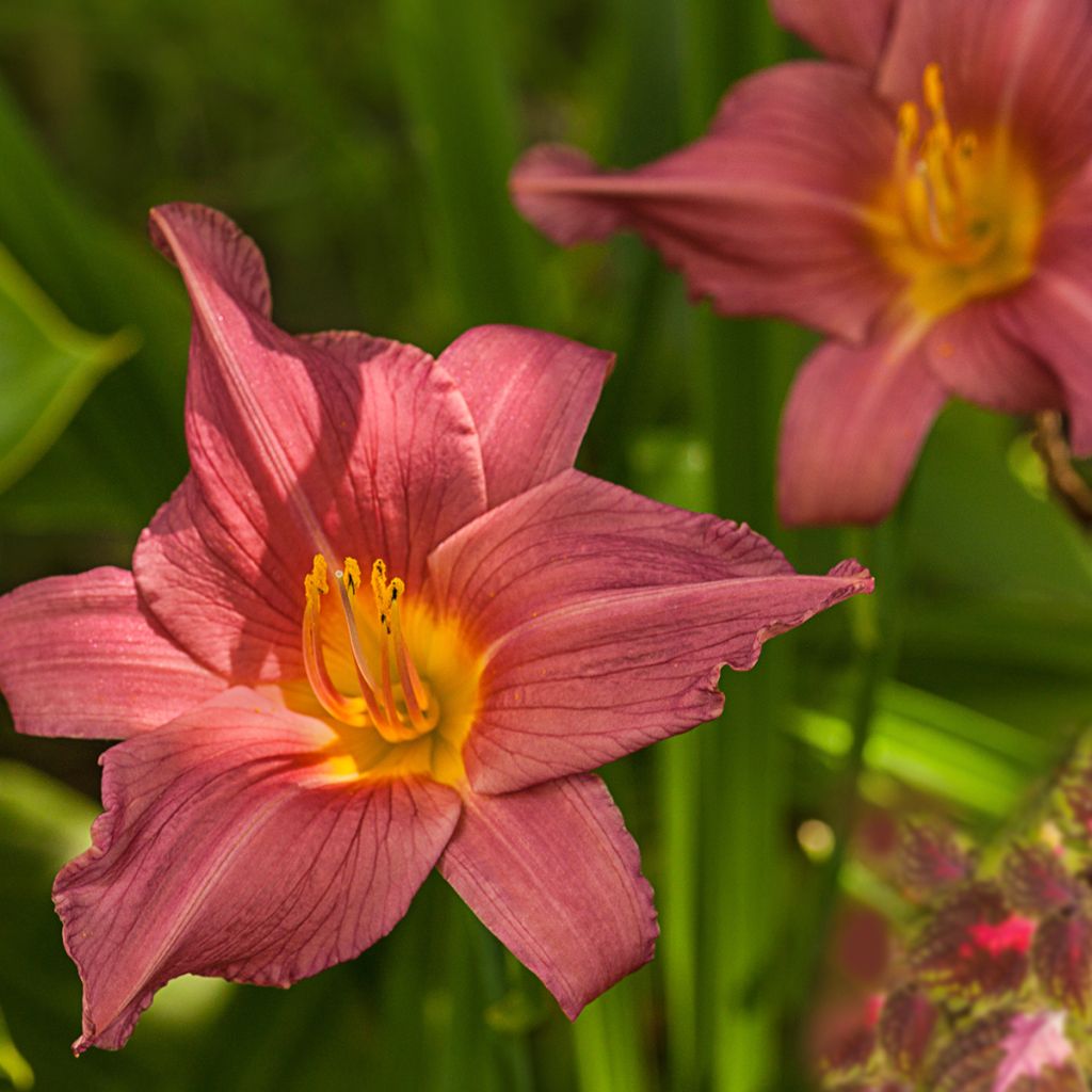 Hemerocallis Summer Wine - Daglelie
