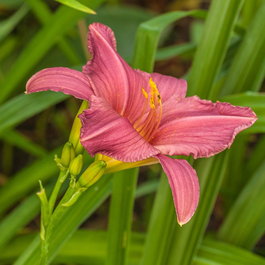 Hemerocallis Summer Wine - Daglelie