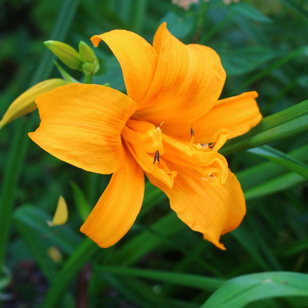 Hemerocallis Three Tears - Daglelie