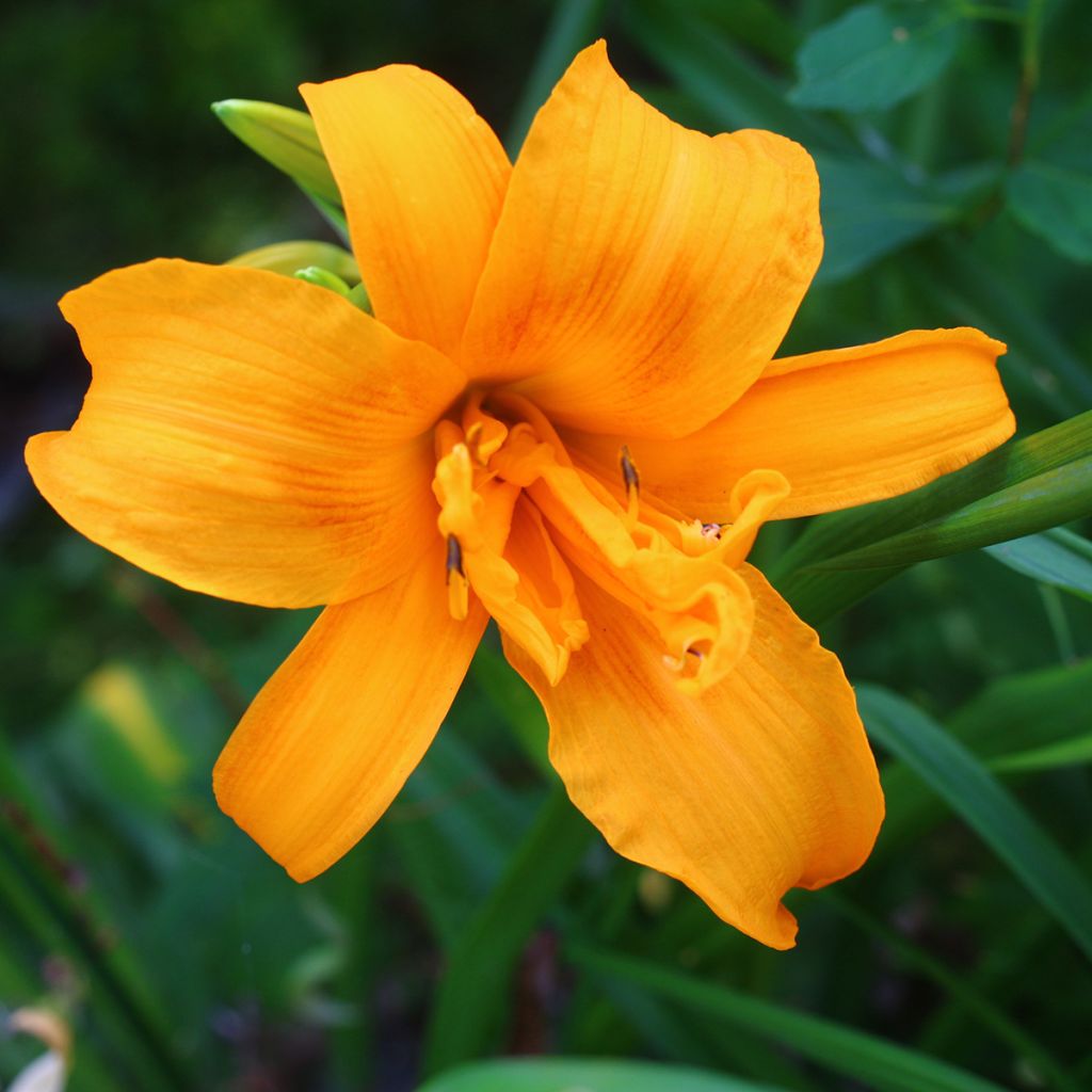 Hemerocallis Three Tears - Daglelie