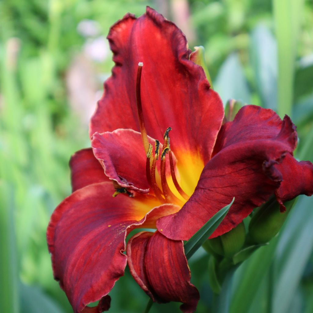 Hemerocallis Velvet Robe - Daglelie