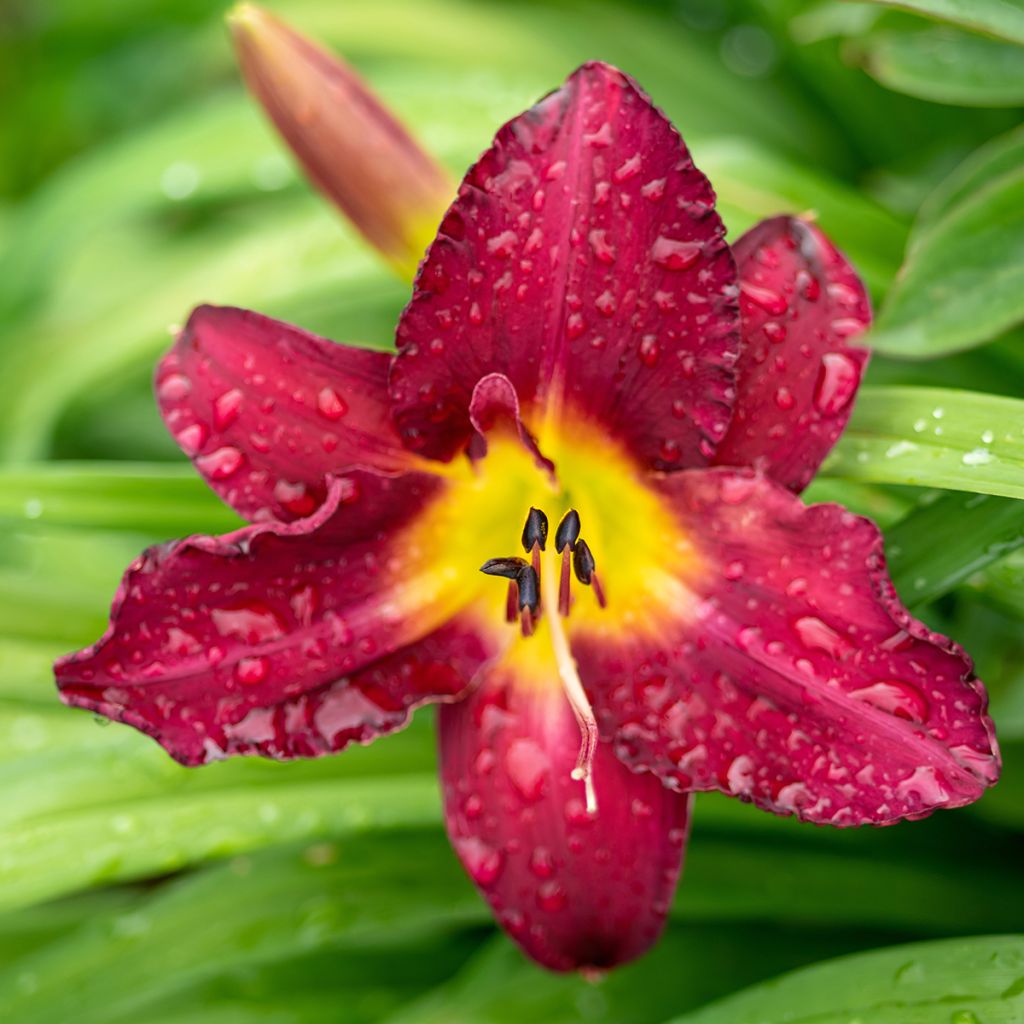 Hemerocallis Vintage Bordeaux - Daglelie