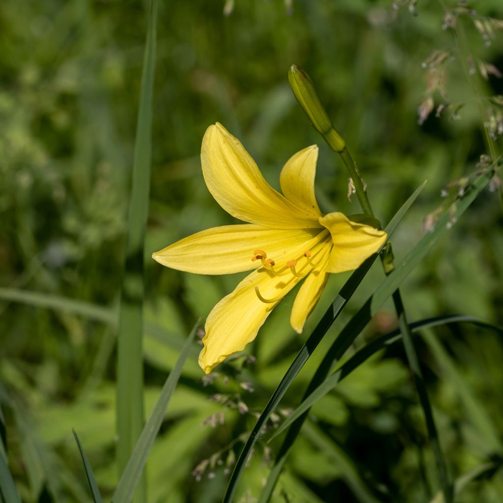 Hemerocallis lilioasphodelus - Gele daglelie