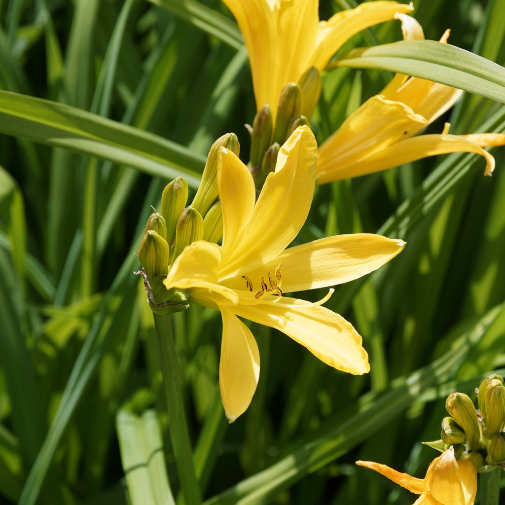Hemerocallis middendorffii - Daglelie