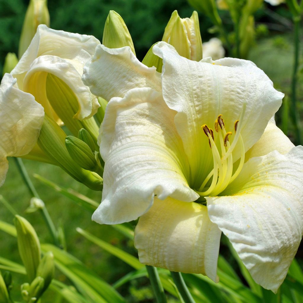 Hemerocallis Gentle Shepherd - Daglelie