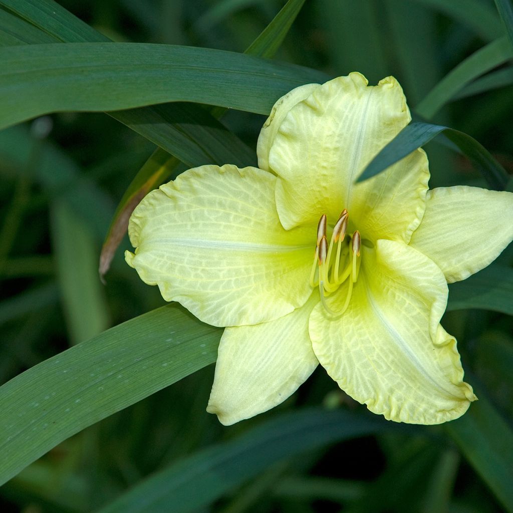 Hemerocallis Gentle Shepherd - Daglelie