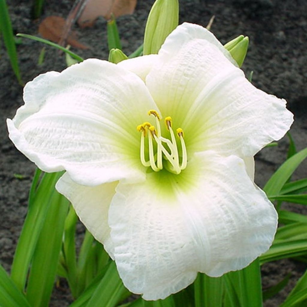 Hemerocallis Gentle Shepherd - Daglelie