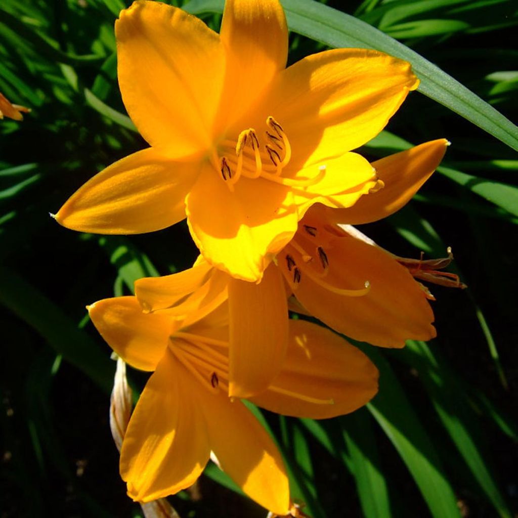 Hemerocallis middendorffii - Daglelie