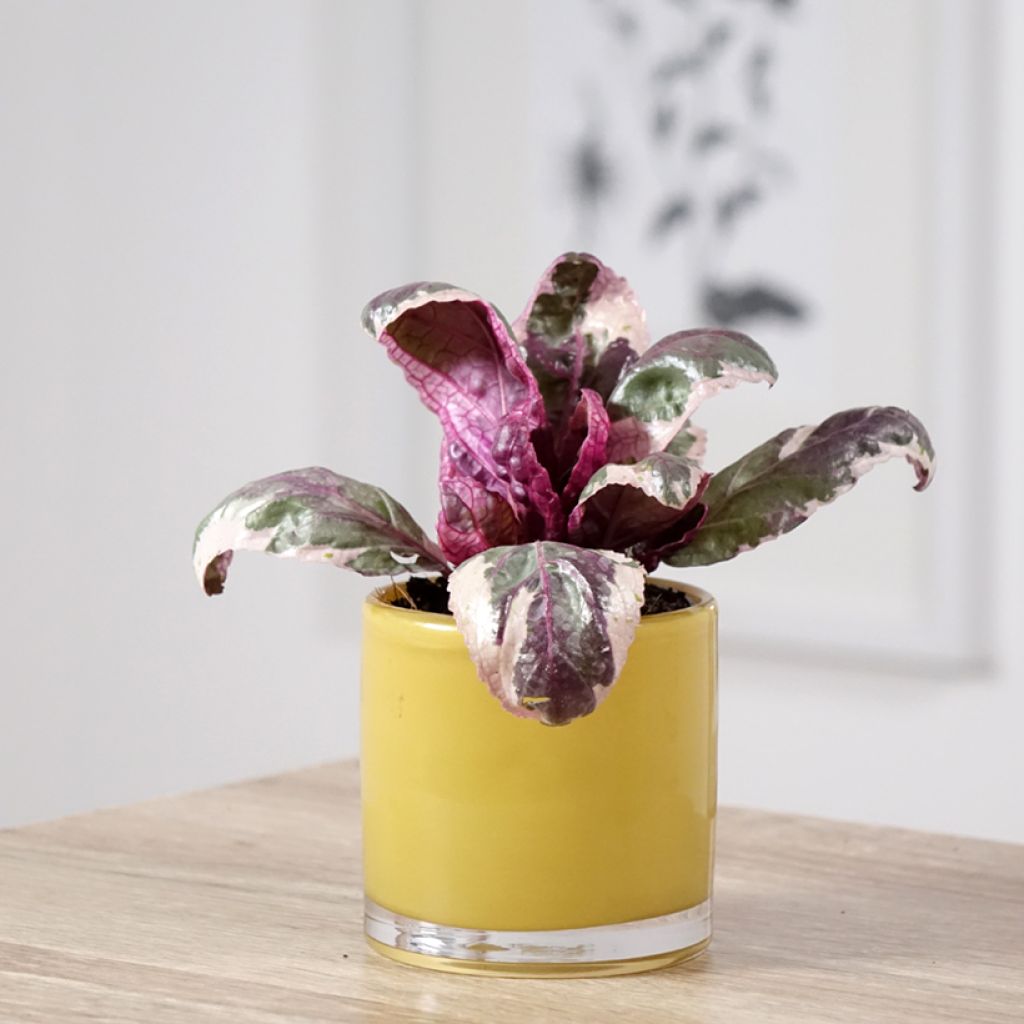 Hemigraphis Snow White - Paarse wafelplant