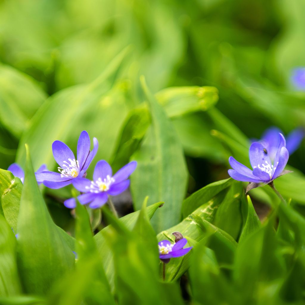 Hepatica nobilis - Leverbloempje