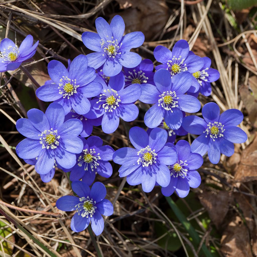 Hepatica nobilis - Leverbloempje